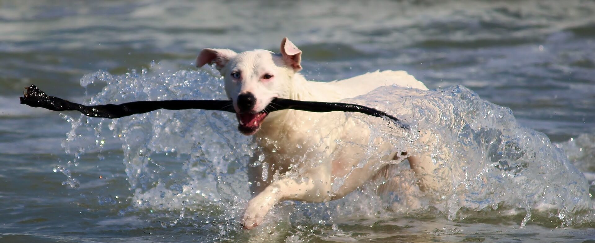 Dogs who swim may be prone to ear infections