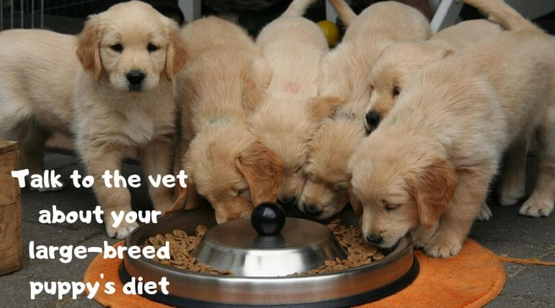 Golden retriever puppies at meal time
