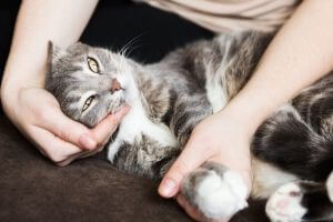 treating separation anxiety in cats