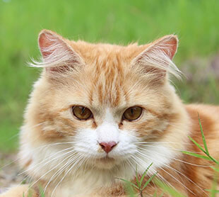 Cat Services in Tigard