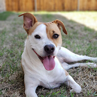 Dog Services in Tigard