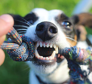 Pet Dentistry Services in Tigard