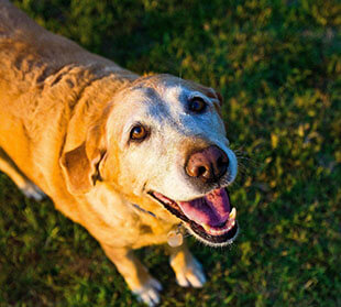 Senior Pet Care in Tigard