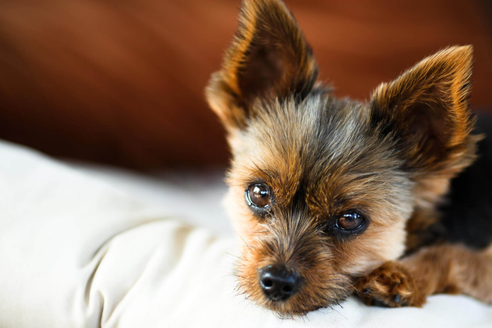 Tigard Veterinary Hospital