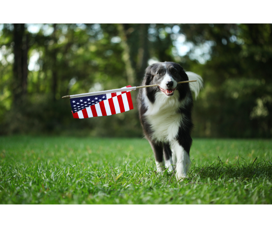 4thofjulydog