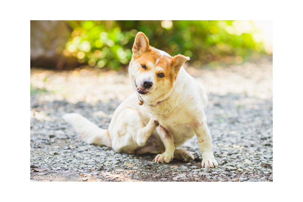itchydog