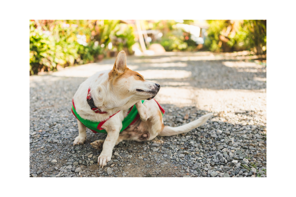itchydog2