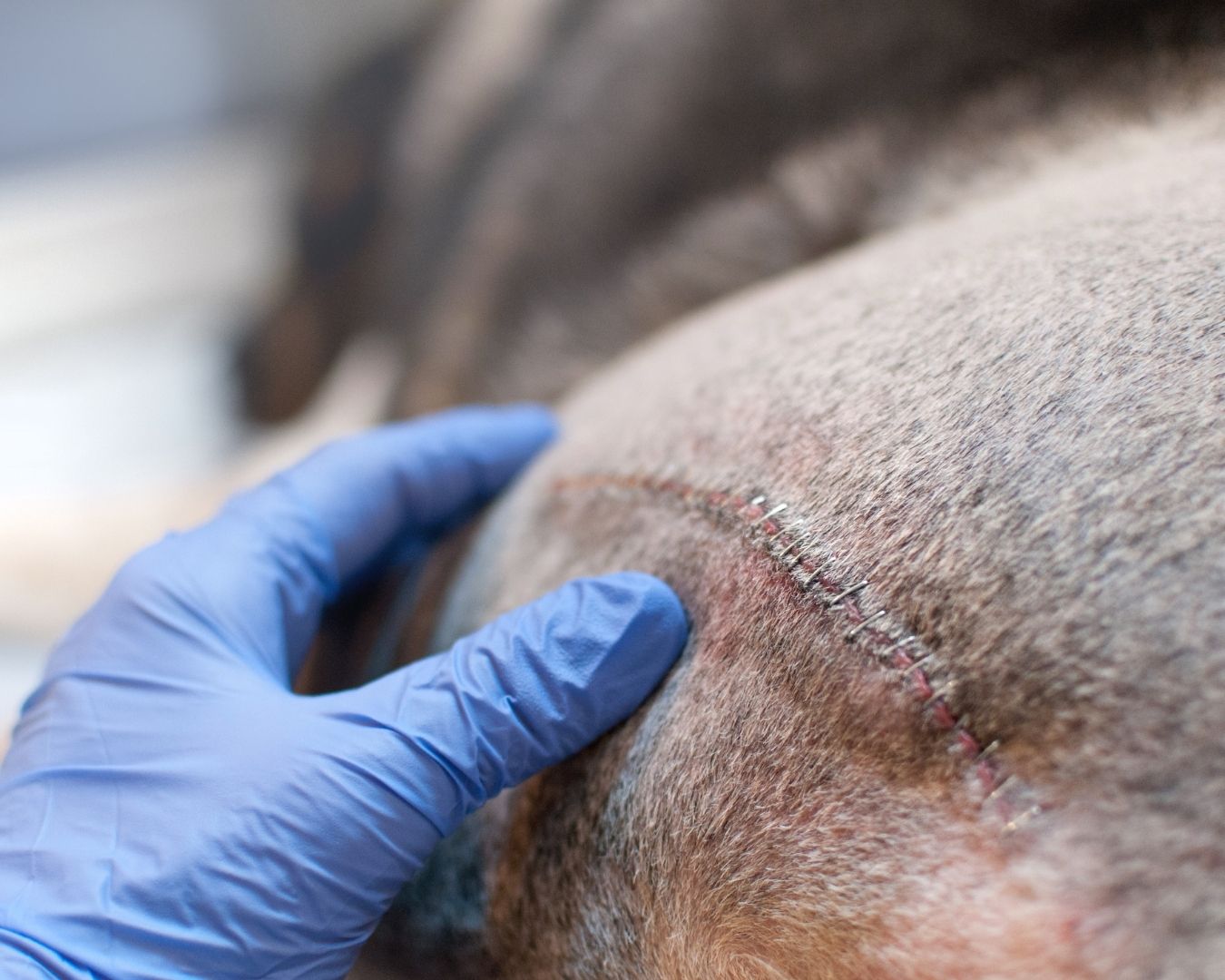 lasertherapy2