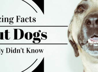 23 Amazing Facts About Dogs You Probably Didn't Know