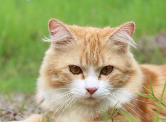 Feline Idiopathic Cystitis (FIC)