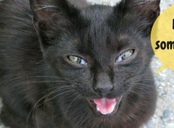 Reasons Your Cat May Be Meowing So Much