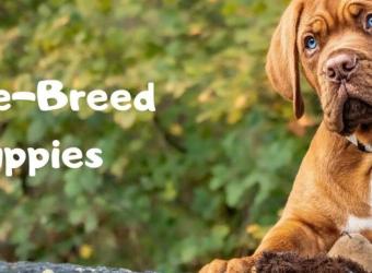 Large-Breed Puppies