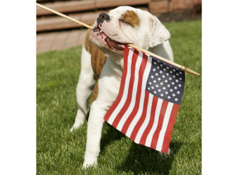How to Keep Your Dogs & Cats Safe This Fourth of July