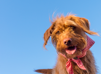 Can Your Dog’s Collar Predict a Trip to the Vet?