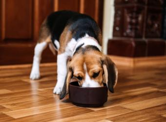 How to Read a Pet Food Label: What Vets Want Dog and Cat Owners to Know