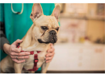 Let’s Talk Heartworms: What Every Dog Owner Should Know