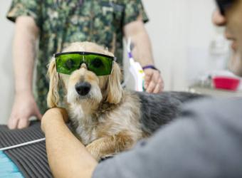 Laser Therapy for Pets: Pain Relief and Faster Healing