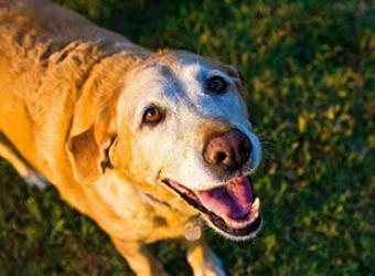 Senior Pet Care