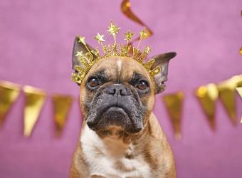 Preventive Care: The Most Loving Thing You Can Do for Your Pet This Year