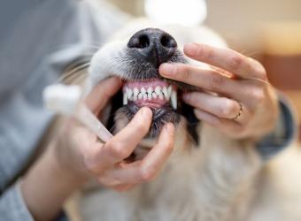 Why Your Pet’s Dental Health Matters More Than You Think
