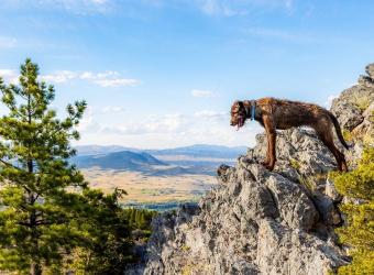 April is Canine Fitness Month!