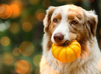 Pumpkin Do's and Don'ts