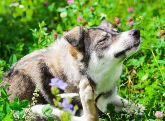 Understanding Pet Allergies and Skin Disease