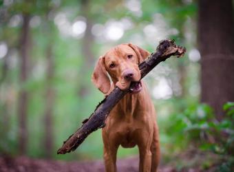 Fleas, Ticks, and Heartworm: Pets in the Pacific Northwest