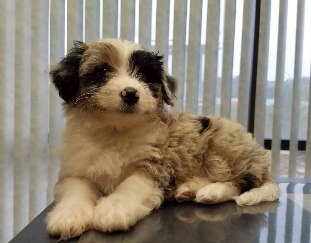 decor image on Willowbrook Veterinary Hospital